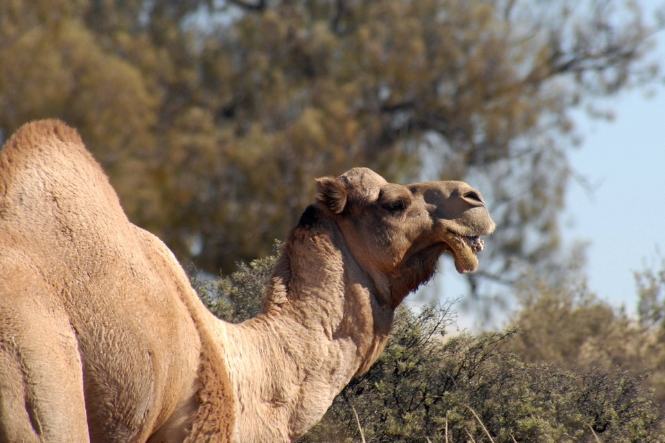 Dromedary (Camelus dromedarius)